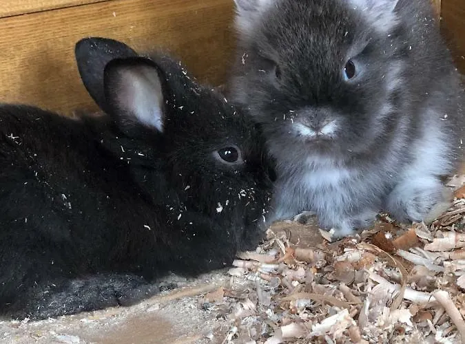 Sun * سخلادميخ